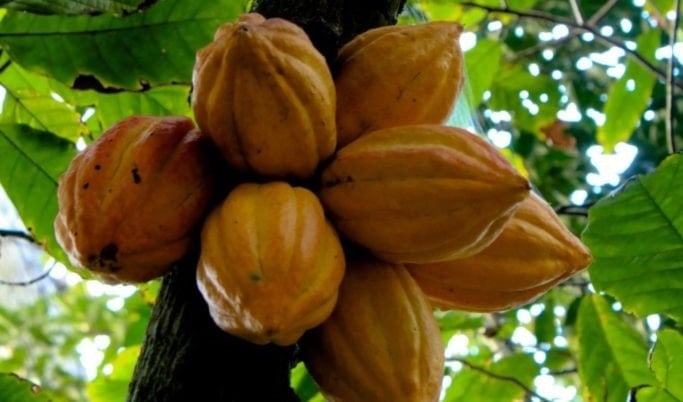 شجرة الكاكاو من نوع ثيوبروما