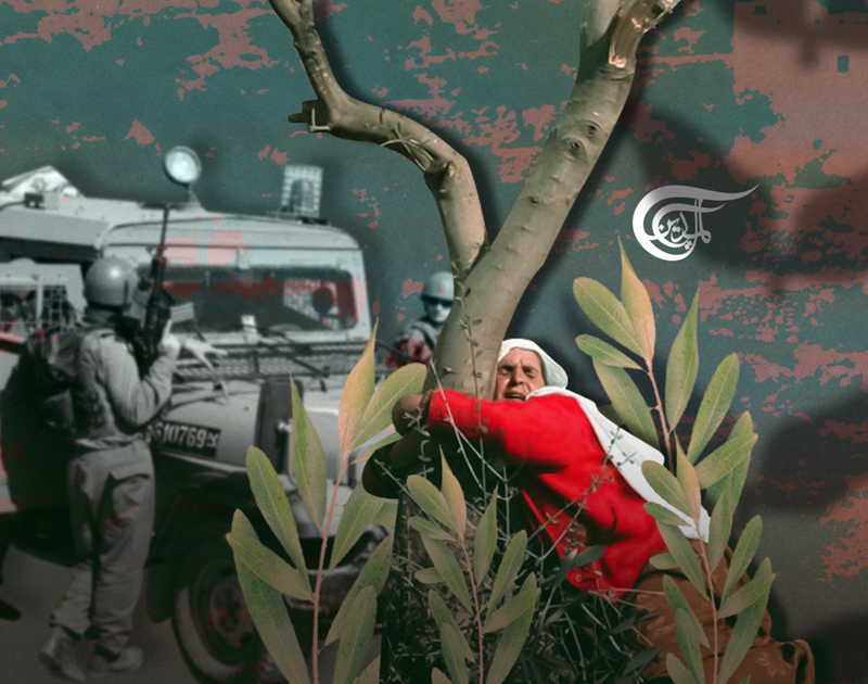 موسم قطف الزيتون: نضال فلسطيني ضد الإرهاب البيئي الإسرائيلي