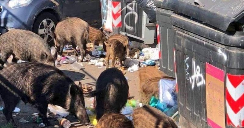 بالفيديو.. الخنازير البرية تغزو روما