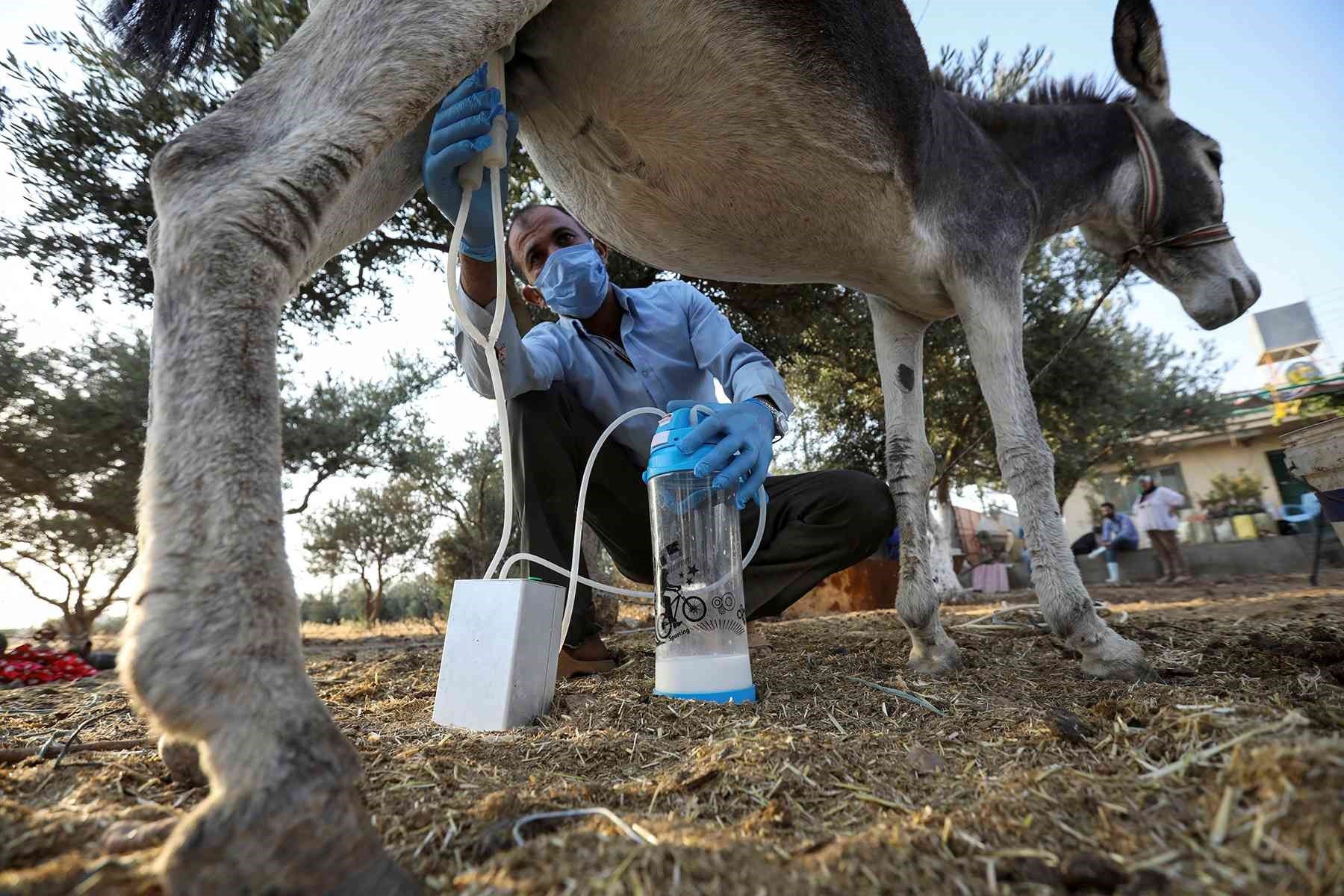 يصلح كلّ ليتر حليب أتان لإنتاج 30 قطعة صابون