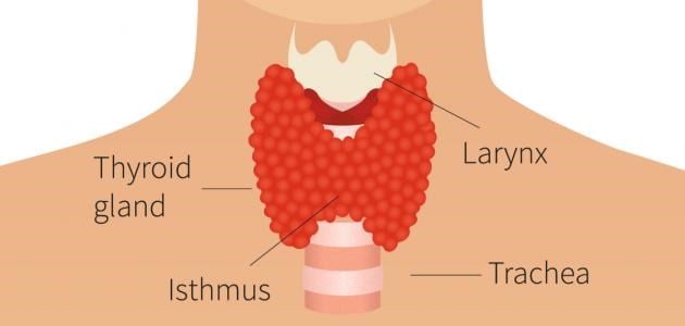الغدة الدرقية لها شكل فراشة وتقع في أسفل الرقبة