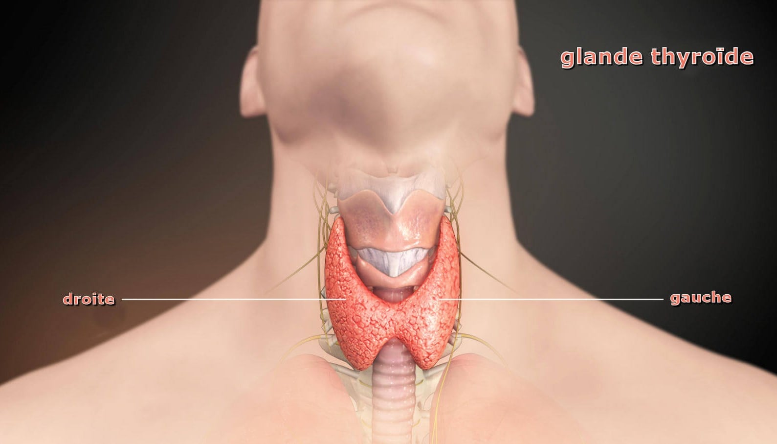 الغدة الدرقية هي إحدى الغدد الصماء