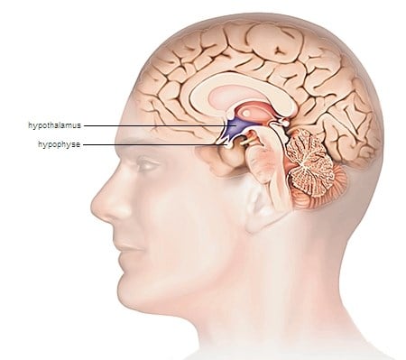 الغدة النخامية وغدة ما تحت المهاد تشتركان في إفراز الغدة الدرقية لهرموناتها