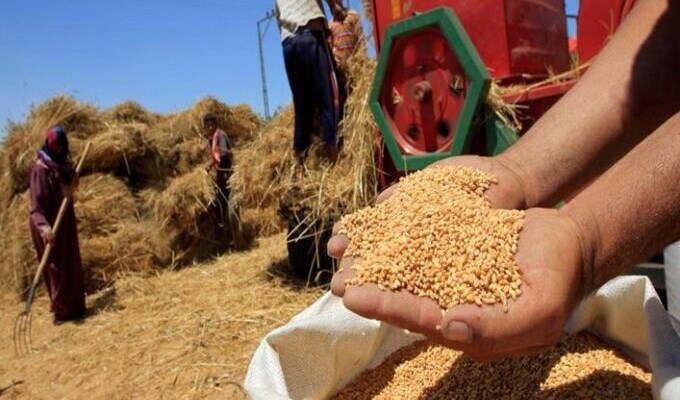 مصر تعمل على خطة لاستيراد القمح من مناطق أخرى بدلا من روسيا وأوكرانيا