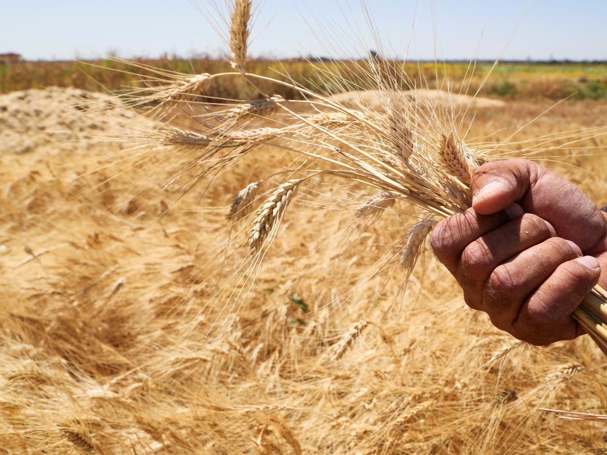 بعد ارتفاع أسعار القمح.. الهند تحظر تصدير القمح