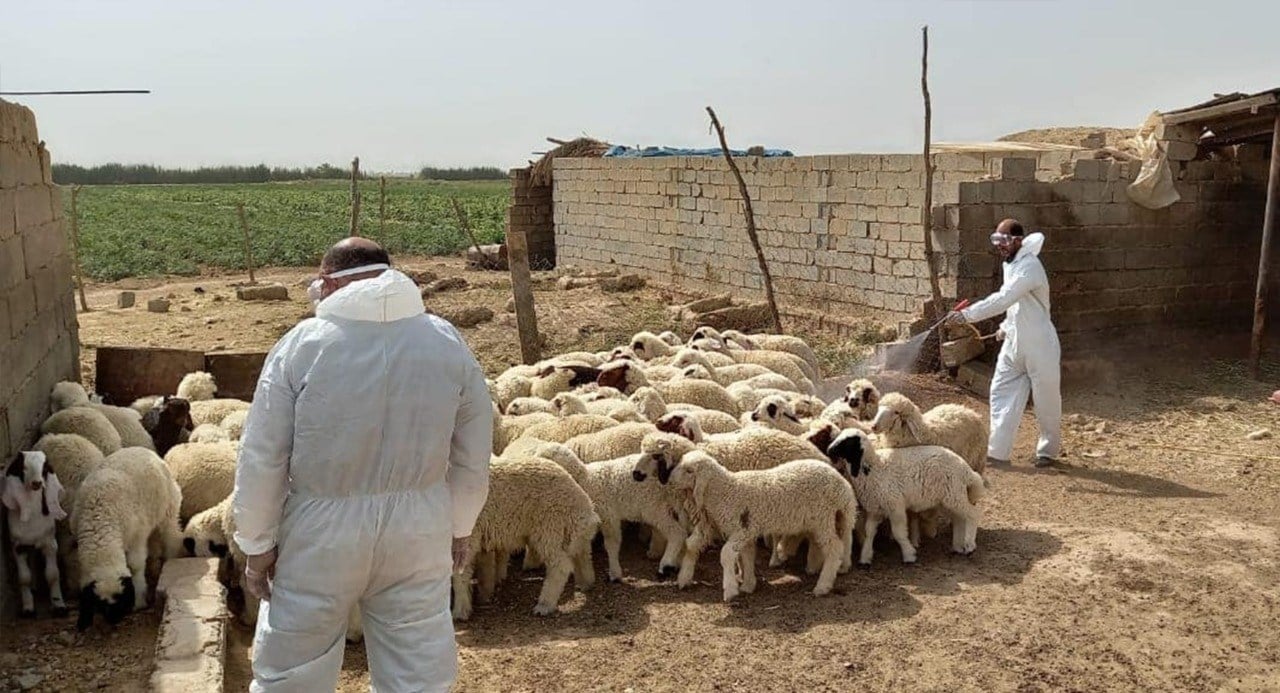 العراق: ارتفاع غير مسبوق في إصابات حمى القرم -الكونغو النزفية