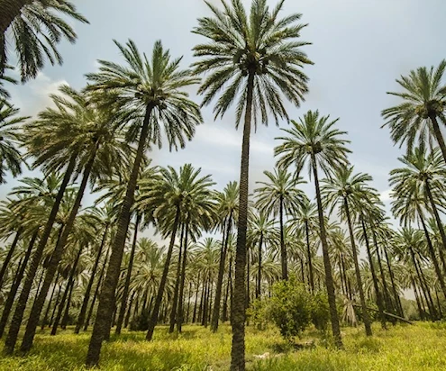 التمر ثاني أكبر منتج يصدّره العراق التمر ثاني أكبر منتج يصدّره العراق