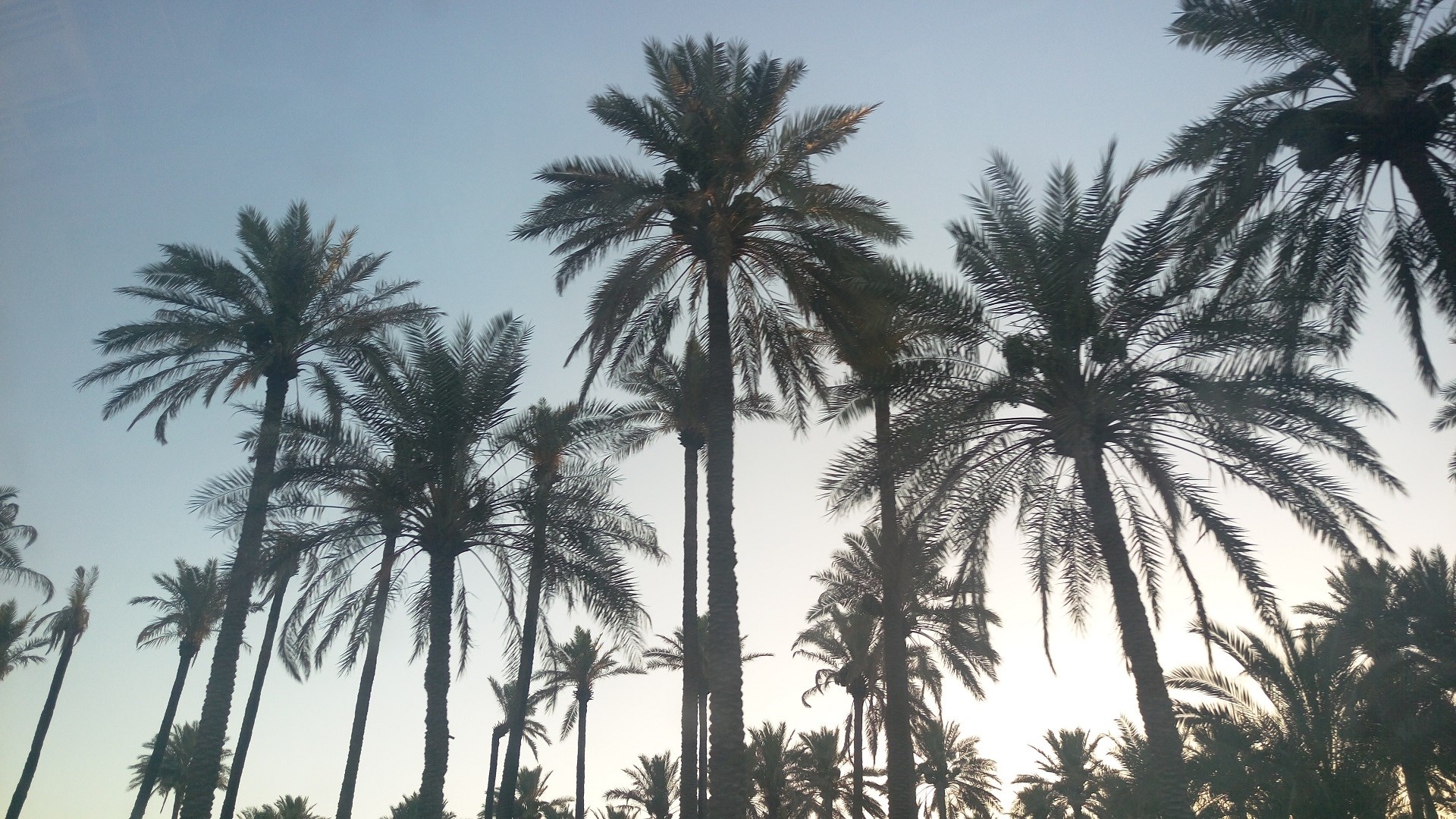 النخيل في البصرة
