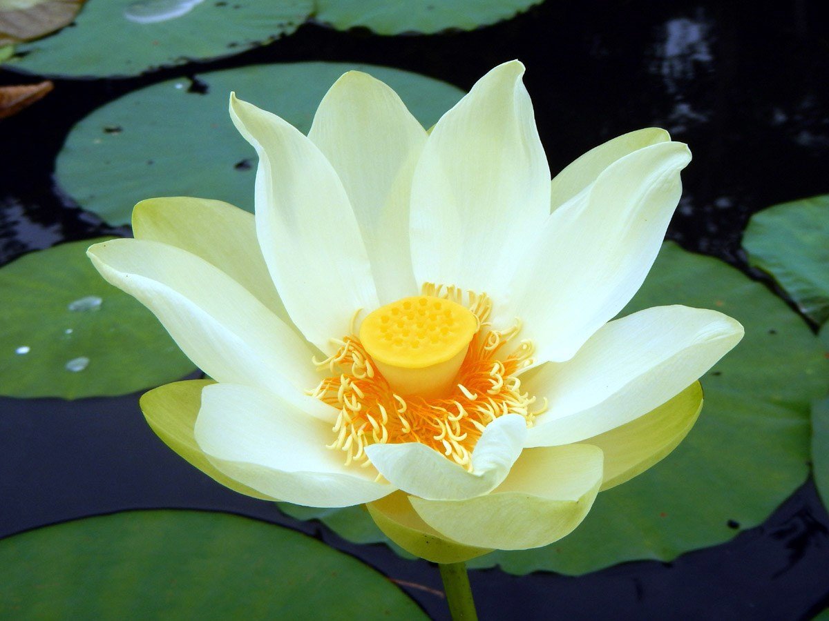 ال Nelumbo lutea وهي زهرة اللوتس في الولايات المتحدة