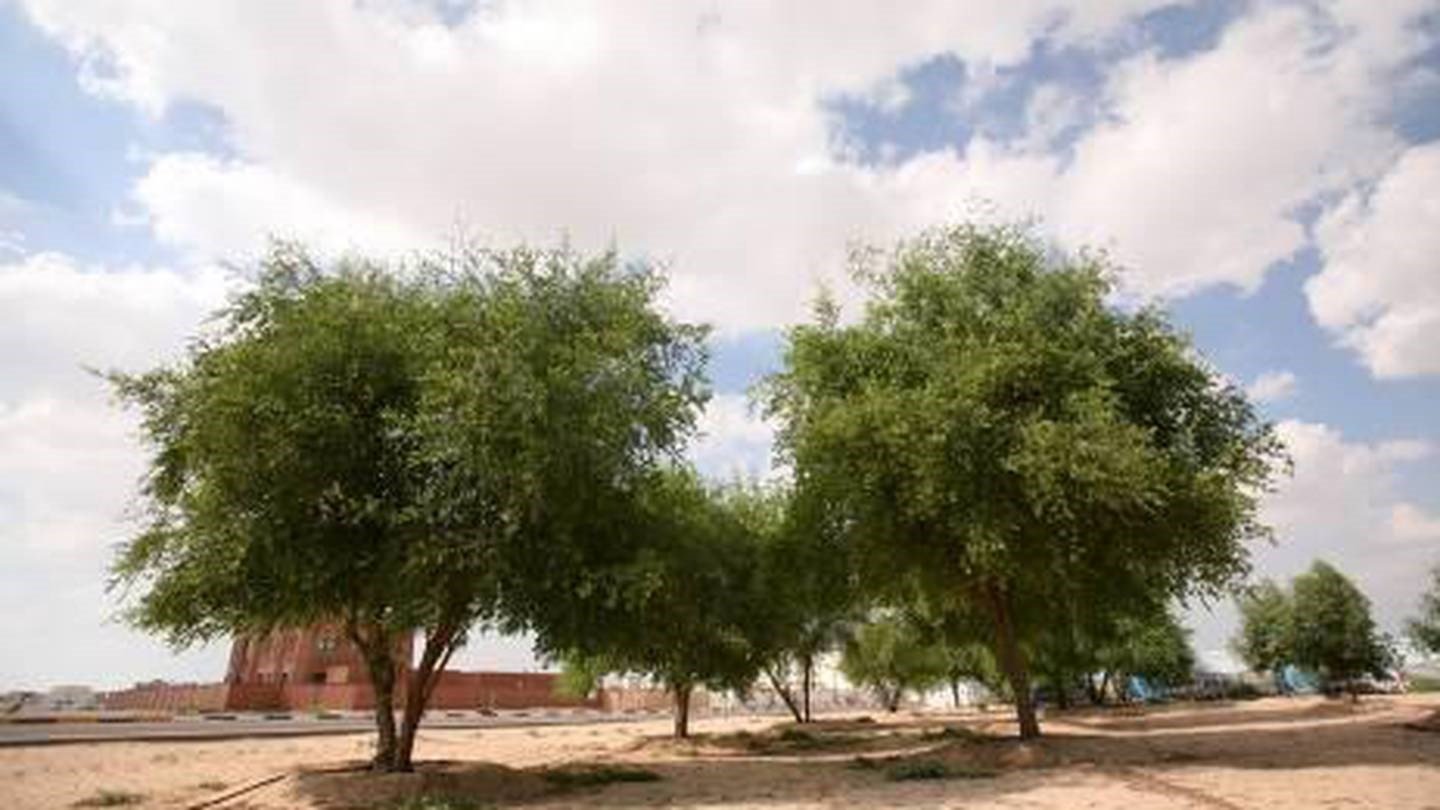  تتعدد فوائد شجرة السدر الصحية والتجميلية