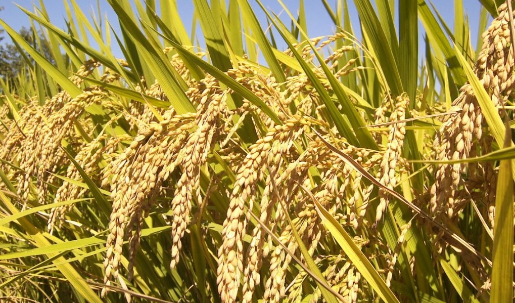زراعة الأرز (أرشيف).