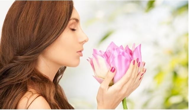 زهرة اللوتس...رمز الشمس والجمال