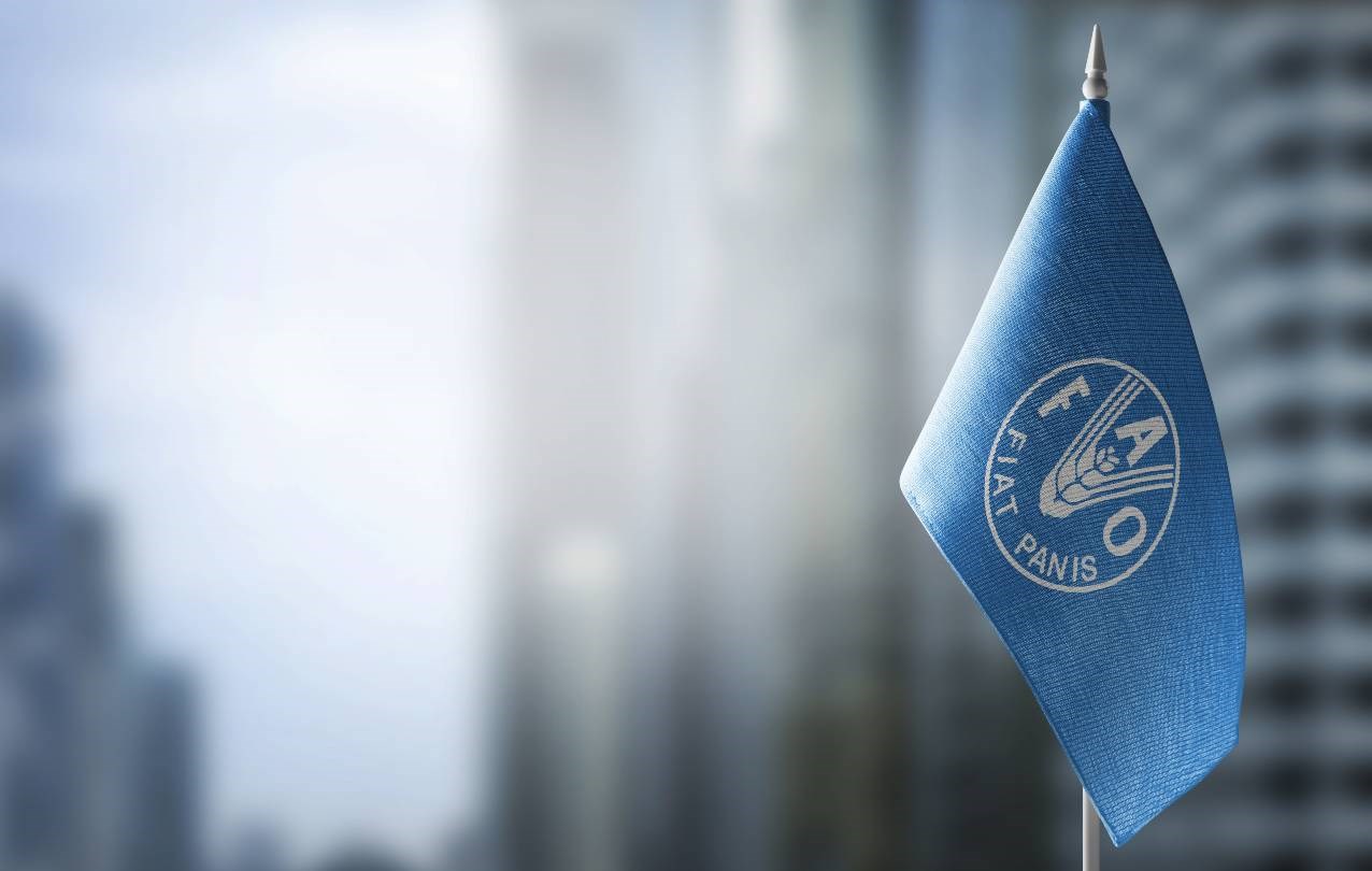 الفاو: البلدان الفقيرة ستخفض واردات الأغذية بسبب ارتفاع الأسعار
