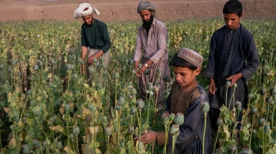 تقرير: حظر الأفيون الذي تفرضه 