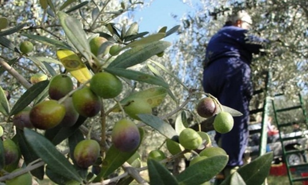 لبنان:  موسم الزيتون هو الأشد صعوبة منذ عشرات السنين