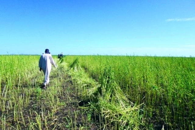 الزراعة في السودان