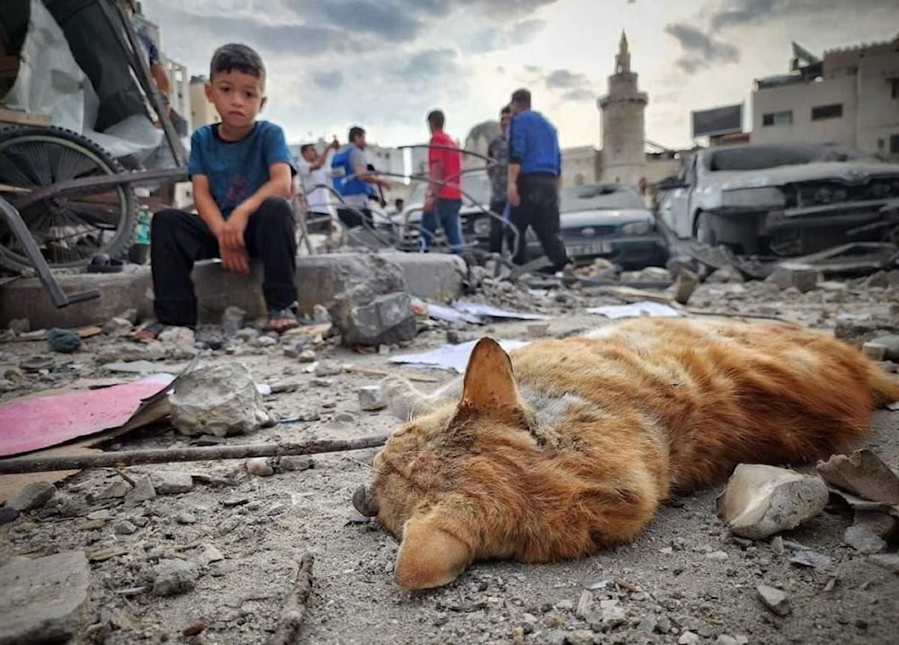 رابطة علماء اليمن: ما يجري في غزة من إجرام صهيوني هو الوجه الحقيقي للحضارة الغربية