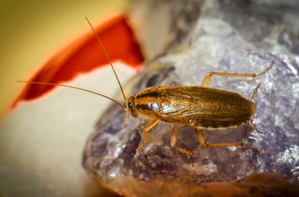 الصرصور الألماني المسمى علمياً Blattella germanica