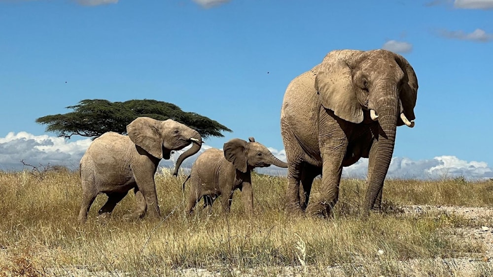 الفيلة الأفريقية تستخدم الأسماء لمناداة بعضها البعض مثل البشر