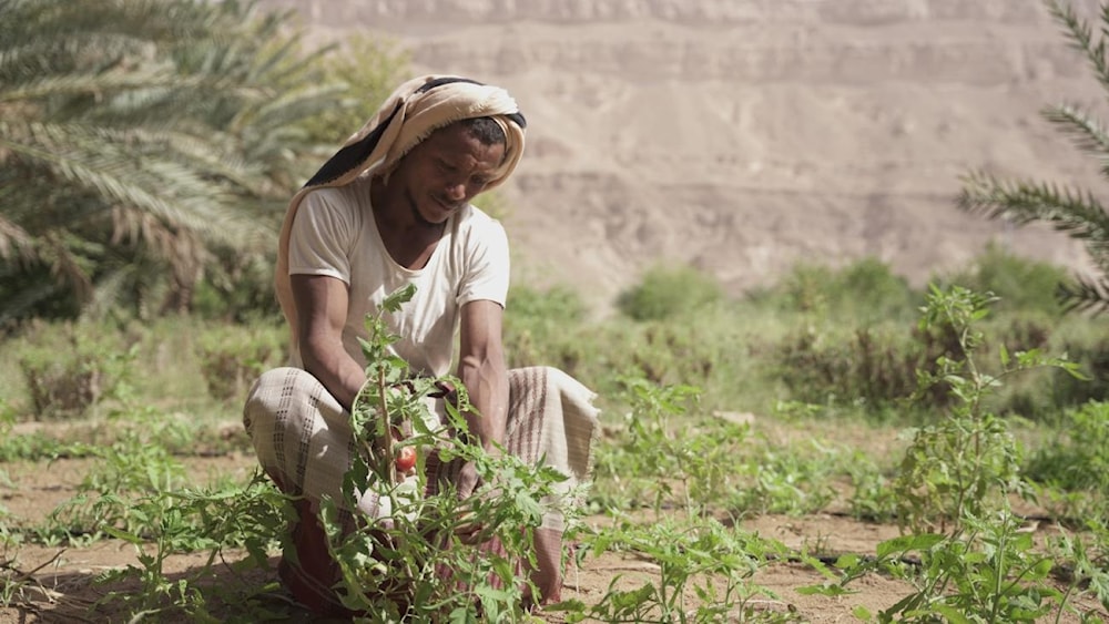 عاد آلاف اليمنيين إلى قراهم من أجل استصلاح الأراضي الزراعية