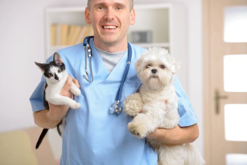  أطباء بيطريون يوصون بضرورة المواظبة طوال العام على إعطاء العلاج المضاد للطفيليات للكلاب والقطط 