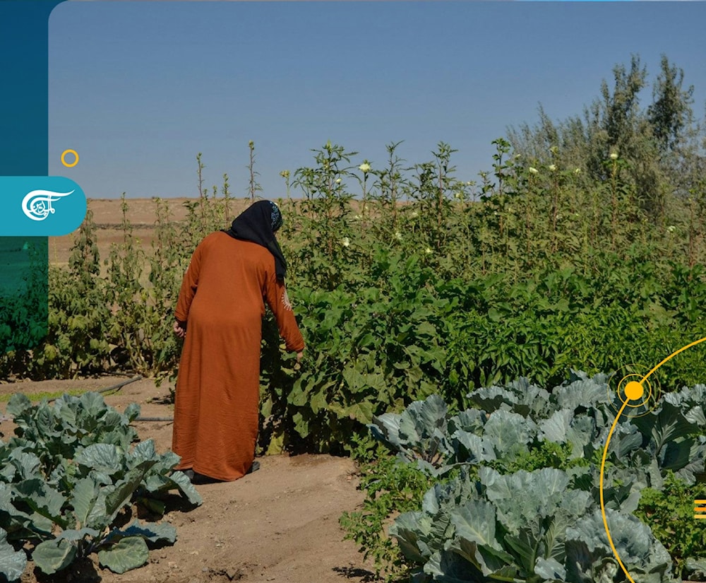 تحت الشمس وبين السنابل.. عاملات سوريّات يعملن في الحصاد بأجور مُتدنيّة