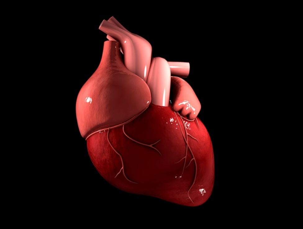 علماء طوّروا تقنية حديثة تجمع ما بين فوائد ومميزات كل من صمّامات القلب الميكانيكية والصمّامات البيولوجية معاً