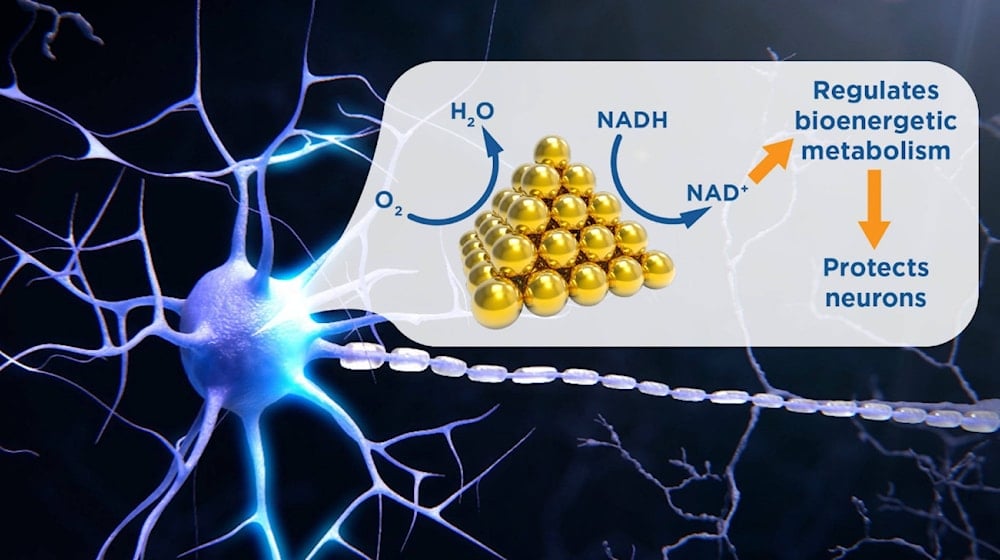 بلورات الذهب النانوية تدعم إنتاج ATP الذي تستخدمه الخلايا البشرية للحصول على الطاقة لحماية الخلايا العصبية ( صورة تعبيرية) -Clene Nanomedicine