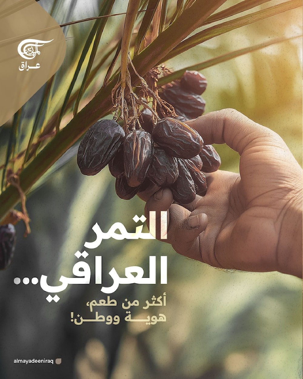 التمر العراقي… أكثر من طعم، هوية ووطن!