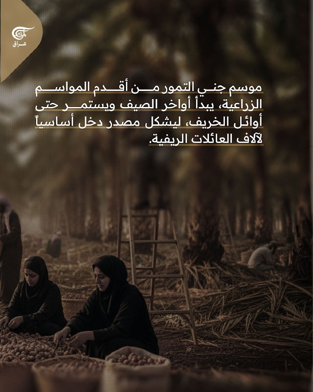 التمر العراقي… أكثر من طعم، هوية ووطن!