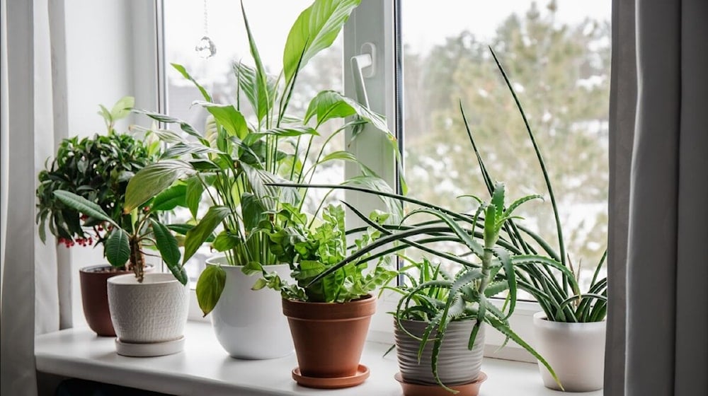  خمس نباتات شائعة تساعد على مكافحة الرطوبة والعفن داخل المنازل وتضيف لمسة جمالية وصحية