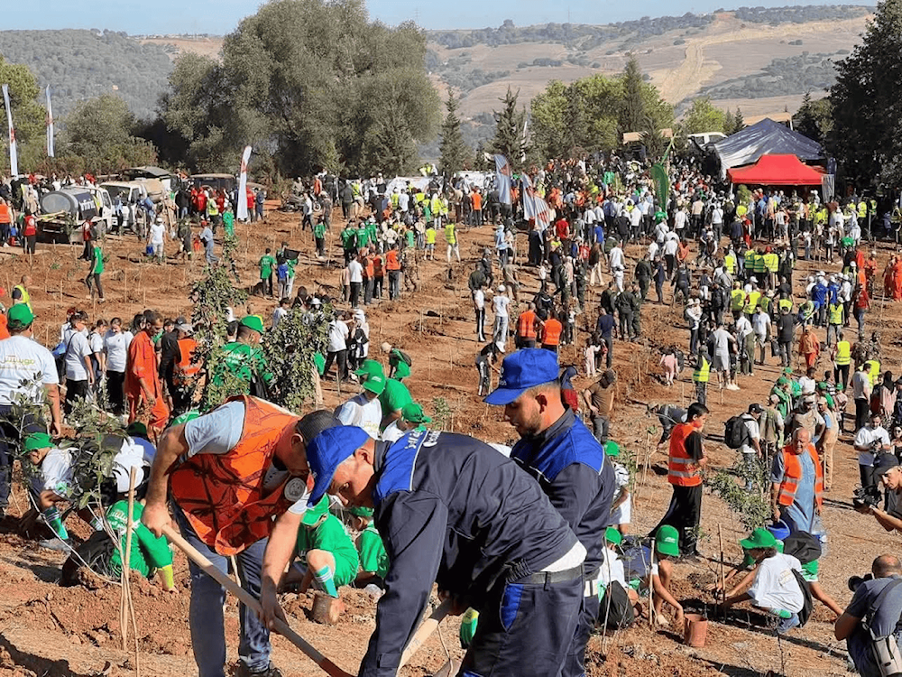 من عمليات التشجير 