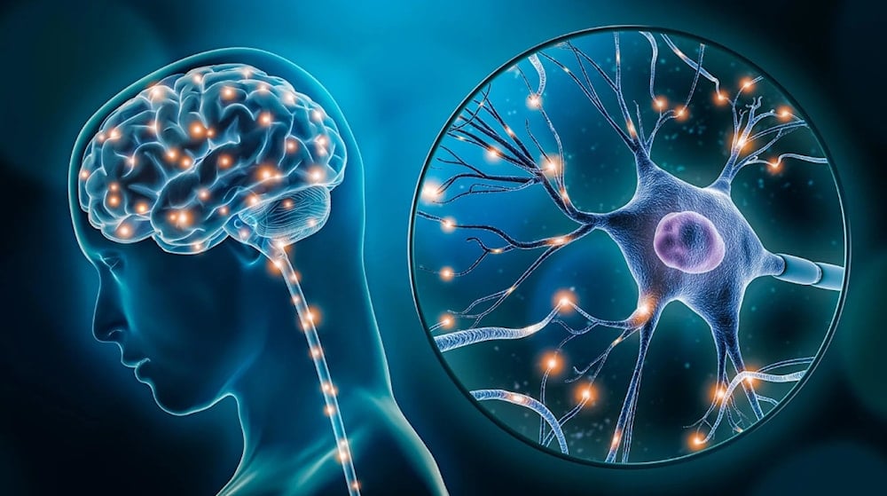 اكتشاف جزيء مسؤول عن الذاكرة طويلة الأمد في الدماغ