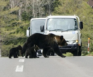 تتزايد مشاهدات الدببة التي تتجه إلى المناطق المأهولة في اليابان (الصورة: Kyodo/picture alliance) تتزايد مشاهدات الدببة التي تتجه إلى المناطق المأهولة في اليابان (الصورة: Kyodo/picture alliance)