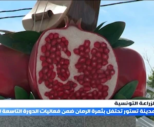 إقبال واسع على مهرجان الرمان في تونس.. حدث اقتصادي ببعد ثقافي إقبال واسع على مهرجان الرمان في تونس.. حدث اقتصادي ببعد ثقافي