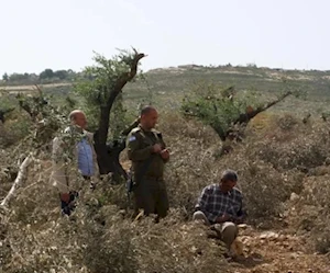 مكتب الأمم المتحدة: موسم الزيتون بالضفة يشهد تصاعداً غير مسبوق لهجمات المستوطنين (أرشيفية) مكتب الأمم المتحدة: موسم الزيتون بالضفة يشهد تصاعداً غير مسبوق لهجمات المستوطنين (أرشيفية)