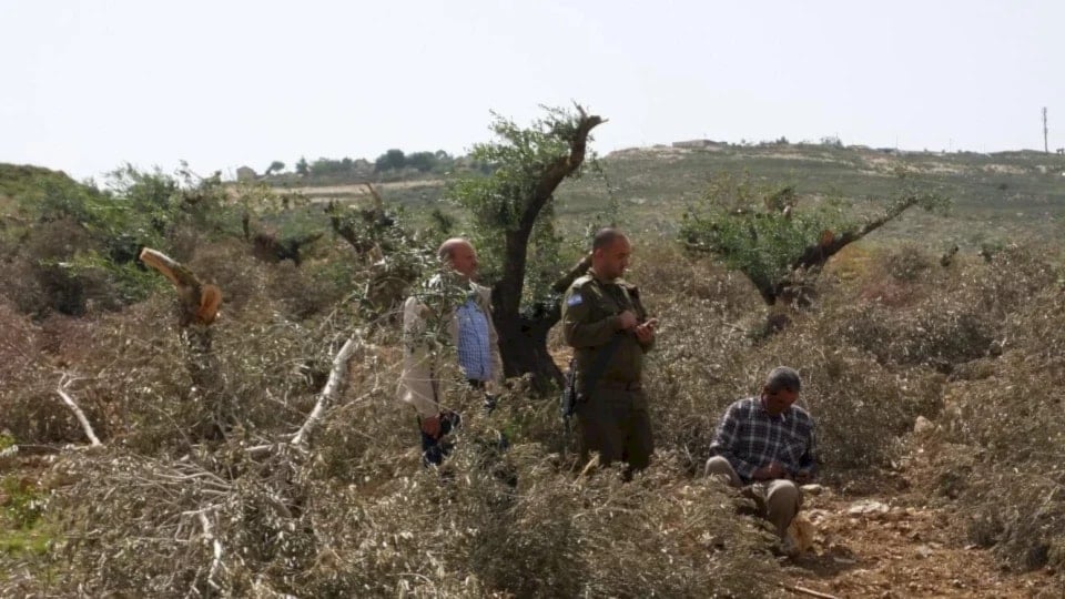 مكتب الأمم المتحدة: موسم الزيتون بالضفة يشهد تصاعداً غير مسبوق لهجمات المستوطنين (أرشيفية)