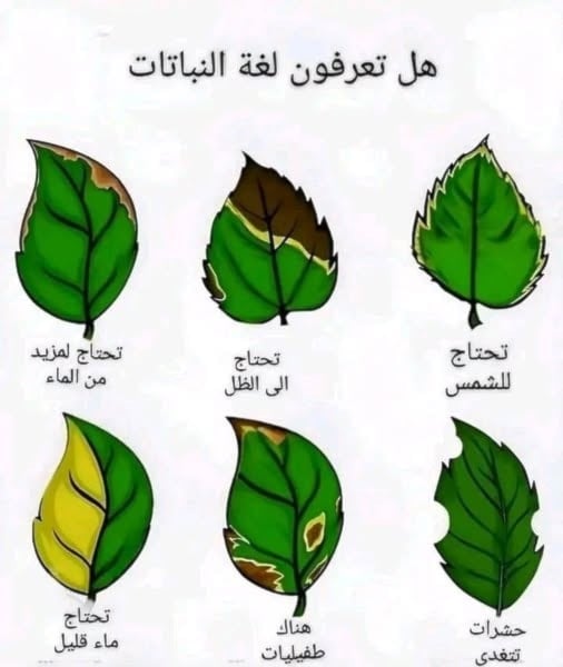 هل للنباتات لغة وقدرة على التواصل؟