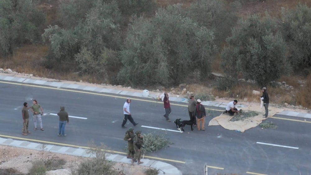 مستوطنون يسرقون محصول الزيتون من أراضي الفلسطينيين في واد سعير شمالي الخليل في الضفة الغربية (تواصل اجتماعي)