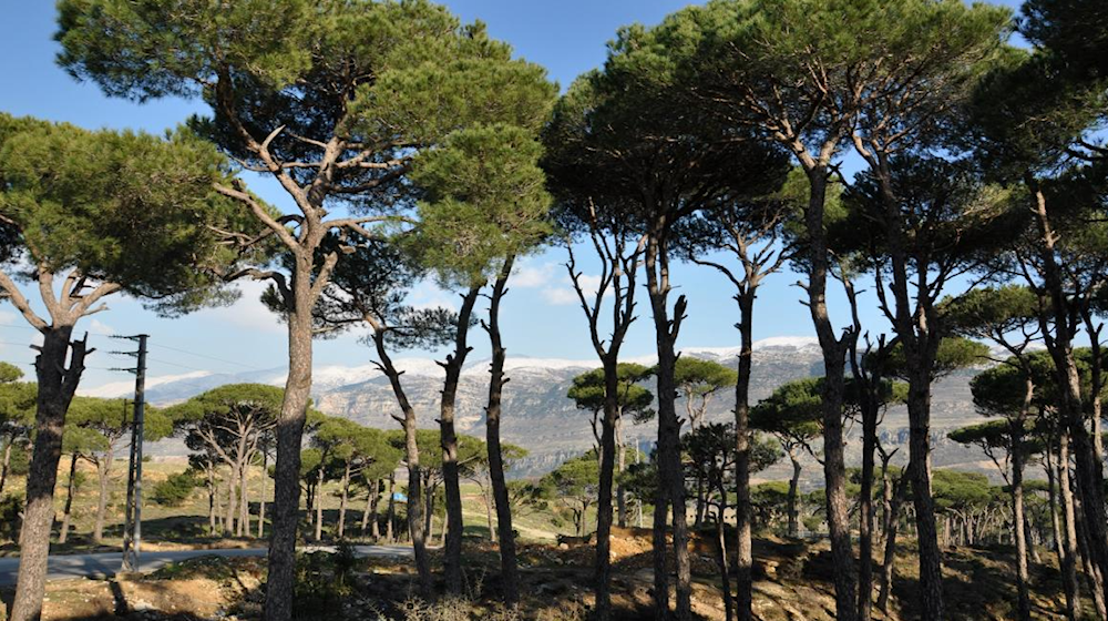 الجفاف يعصف بأشجار الصنوبر التاريخية في لبنان
