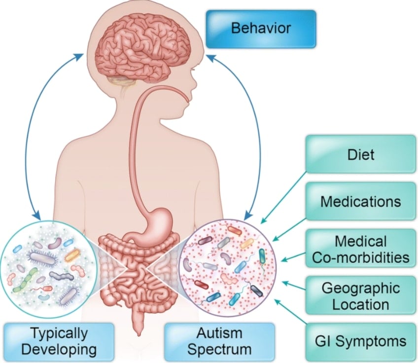 ميكروبات الأمعاء والتوحّد
