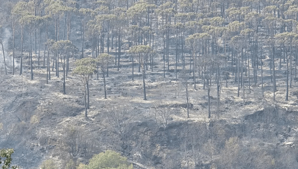 مشهد من حرائق غابة بكاسين (الصورة: أحمد منتش)