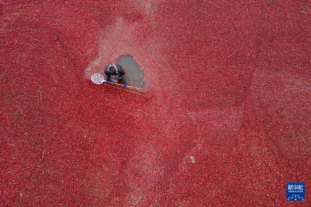   أكبر قاعدة لزراعة التوت البري على نطاق واسع في الصين (الصين اليوم)