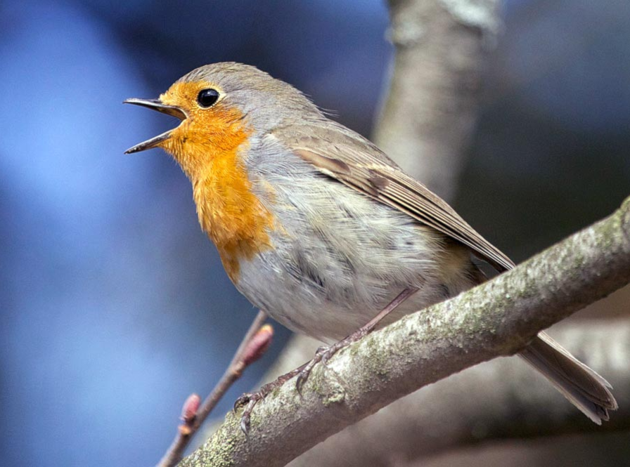 ينظم هرمون الميلاتونين نوم الطيور وينخفض قبل الفجر ليُنبّه الجسم للاستيقاظ والنشاط