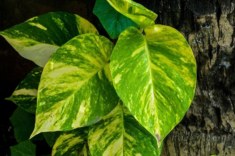 البوثوس (Pothos)