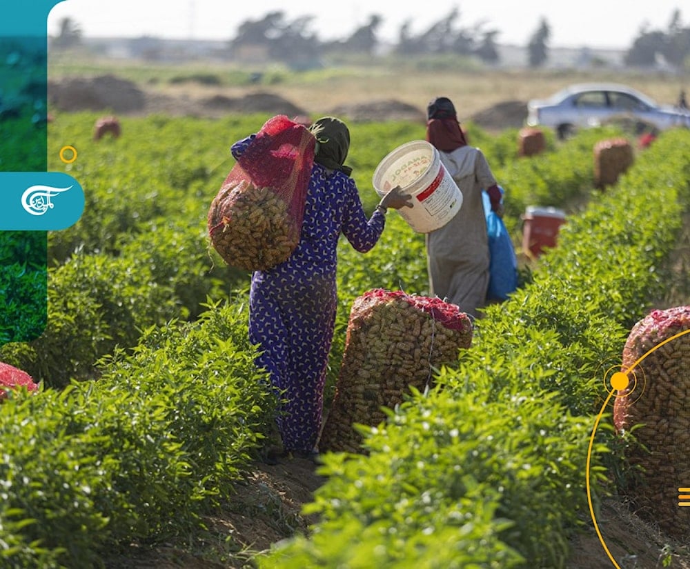 بين التحرّش وحوادث الطرق.. واقع مؤلم لعاملات الزراعة في مصر