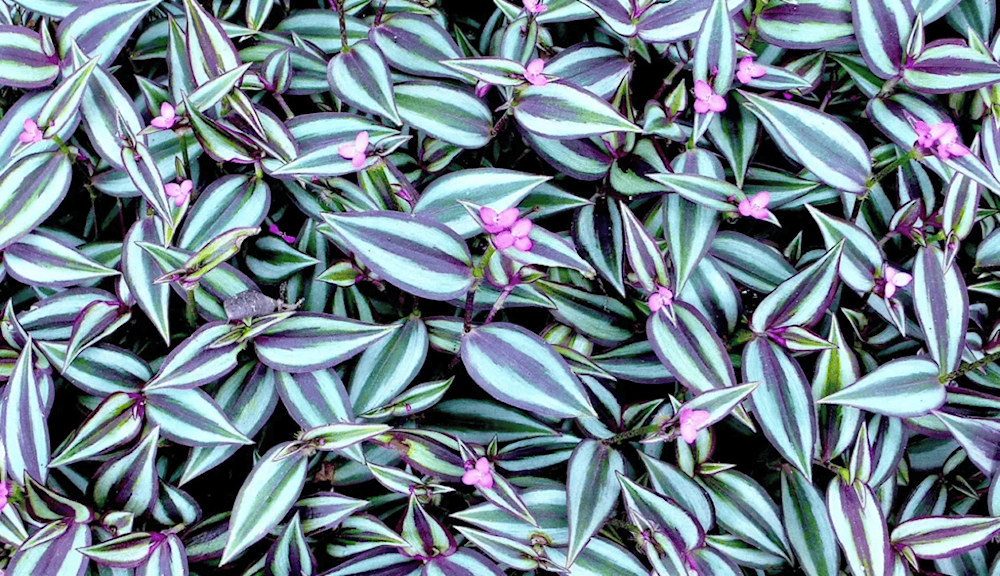 التريديسكانشيا (Tradescantia – Wandering Dude)