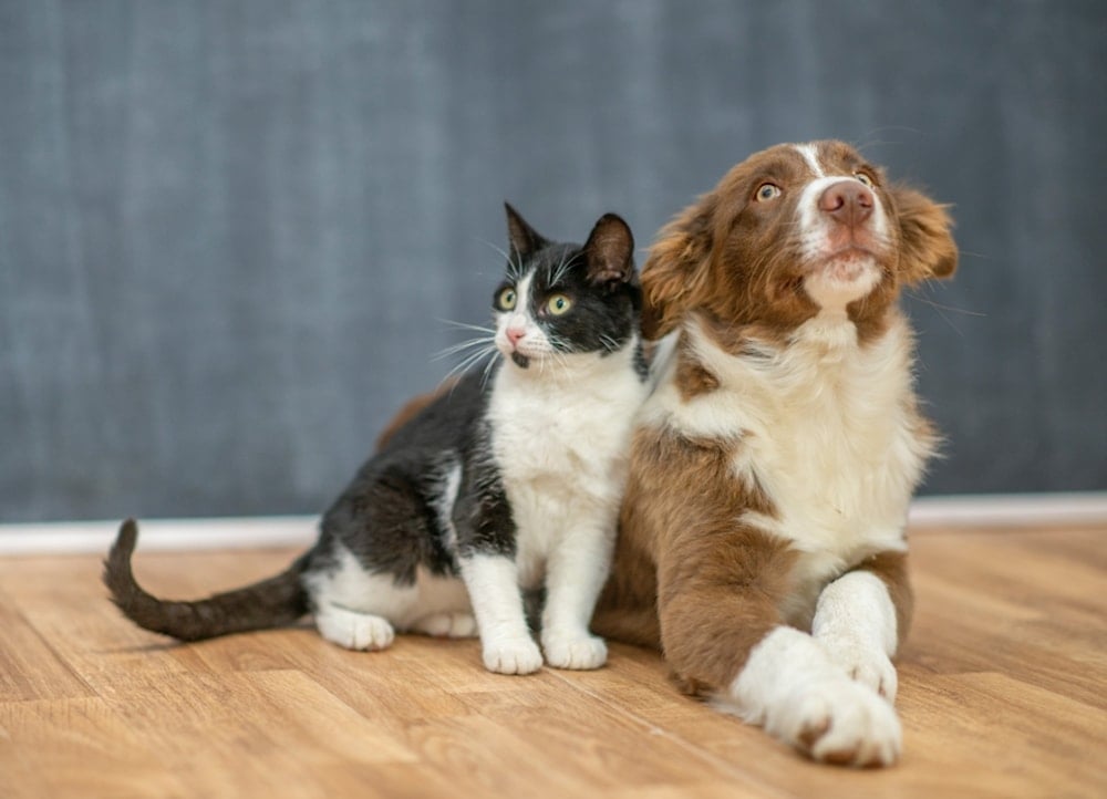 كيف ترى الحيوانات العالم؟.. دراسة توضح!