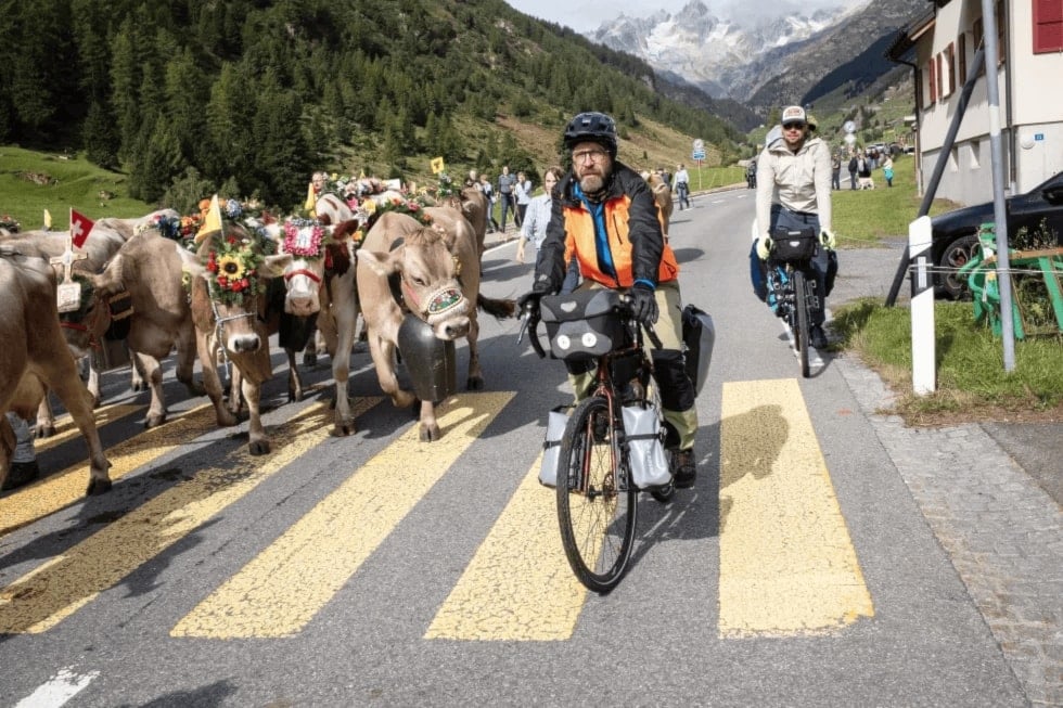 نزول الأبقار من جبال الألب