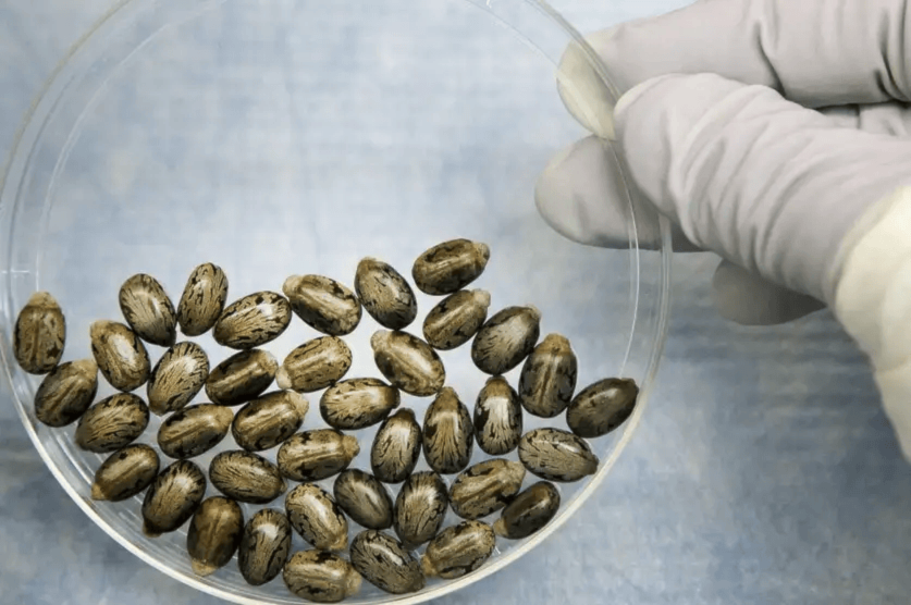 يمكن استخدام الذكاء الاصطناعي لإنتاج سم الريسين مثلاً ( American Photo Archive / Alamy)